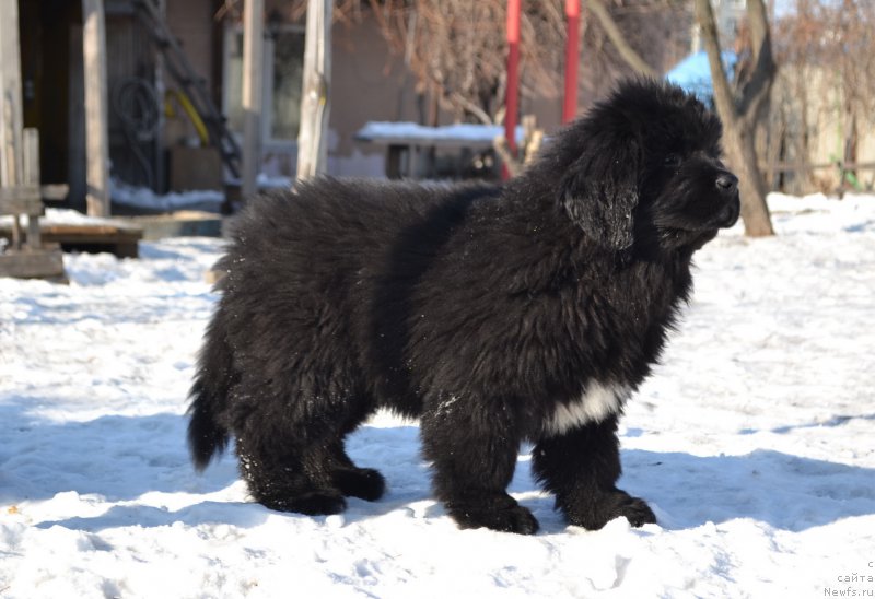 Фото: ньюфаундленд Talisman Morya La-Valetta (Талисман Моря Ла-Валетта)