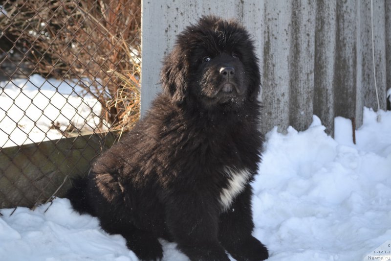 Фото: ньюфаундленд Talisman Morya La-Valetta (Талисман Моря Ла-Валетта)