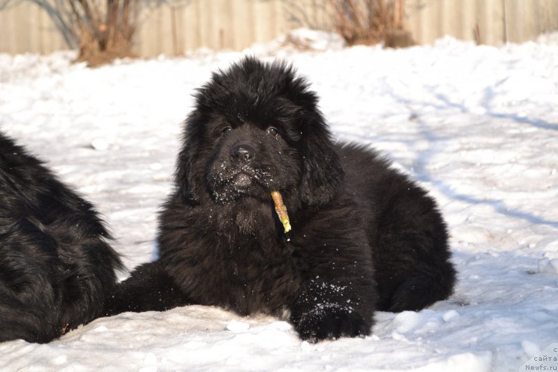 Фото: ньюфаундленд Talisman Morya La-Valetta (Талисман Моря Ла-Валетта)