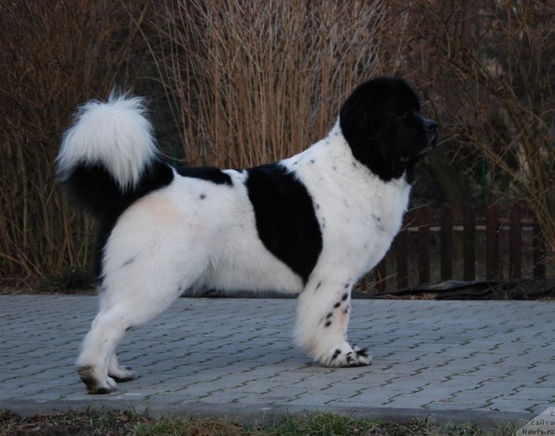 Фотография № 201436