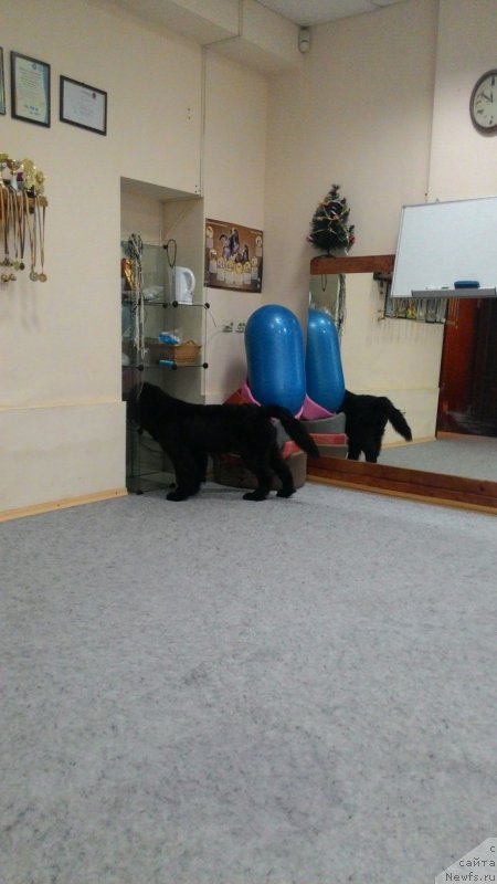 Фото: ньюфаундленд Belkonder-Club Black Baileys (Белкондер-Клаб Блэк Бейлиз), ньюфаундленд Belkonder-Club Black Baileys (Белкондер-Клаб Блэк Бейлиз)