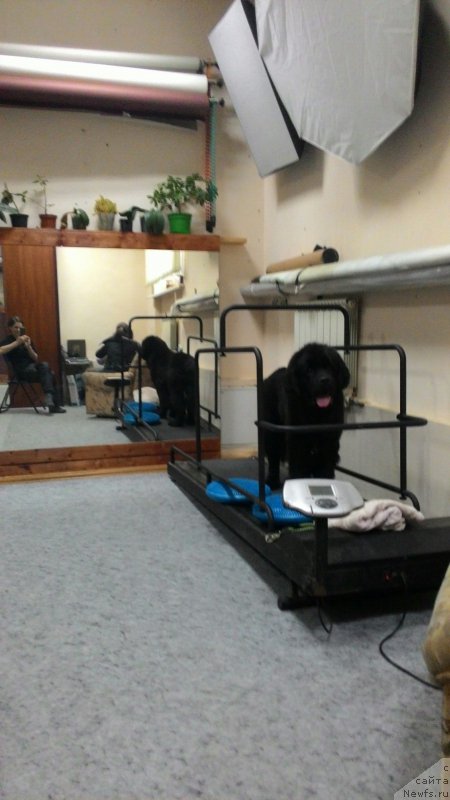 Фото: ньюфаундленд Belkonder-Club Black Baileys (Белкондер-Клаб Блэк Бейлиз)