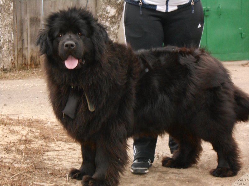 Фото: ньюфаундленд Patriciya Patti (Патриция Патти), ньюфаундленд Patriciya Patti (Патриция Патти)
