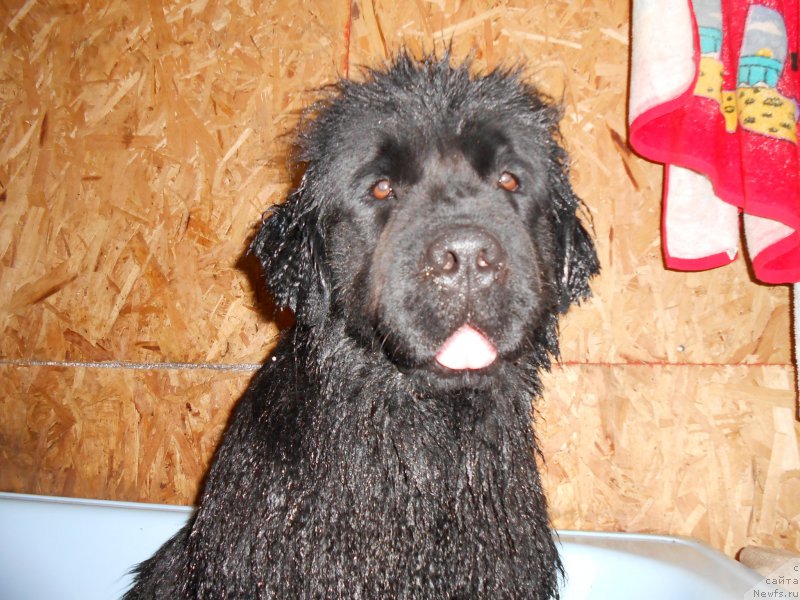 Фото: ньюфаундленд Patriciya Patti (Патриция Патти)