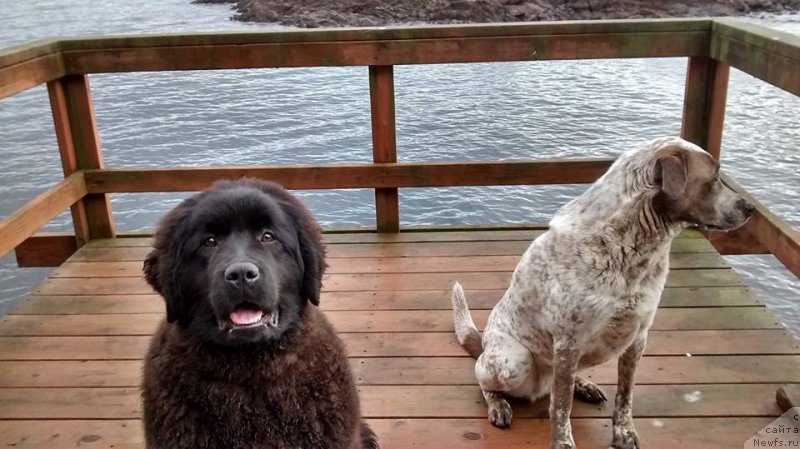 Фотография № 201447