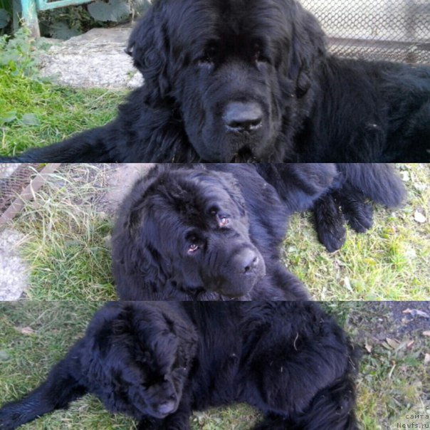 Фото: ньюфаундленд Piternyuf Imax (Питерньюф Имах)