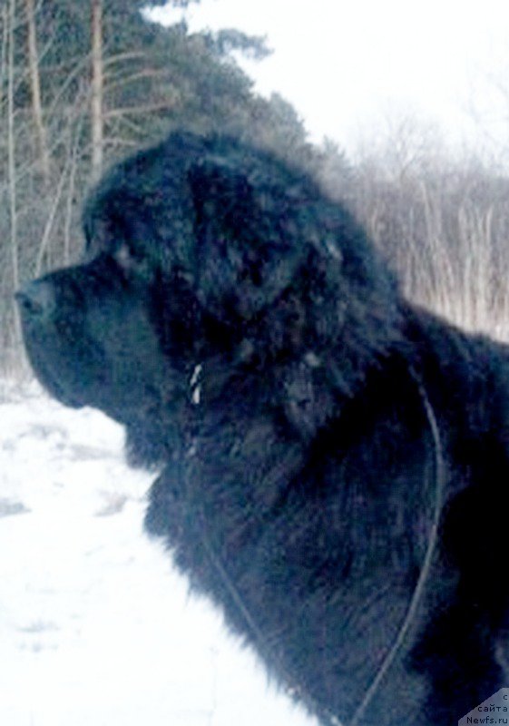 Фото: ньюфаундленд Piternyuf Imax (Питерньюф Имах)