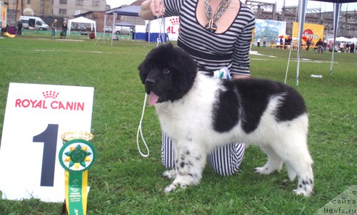 Фото: ньюфаундленд Don't Worry Be Happy de L'Etoile de Cyrice