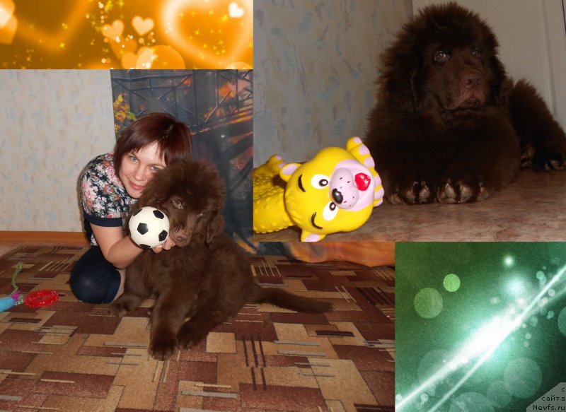 Фото: ньюфаундленд Braunblad MSK Saylas Soul Drim (Браунблад МСК Сайлас Соул Дрим)