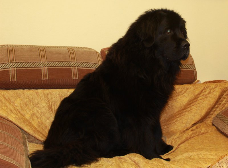 Фото: ньюфаундленд Kaiden Playful (Кайден Плейфул)