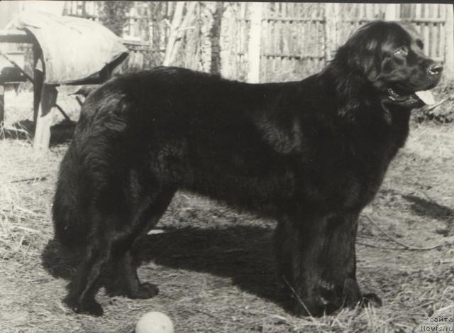 Фото: ньюфаундленд Hyeyli (Хэйли)