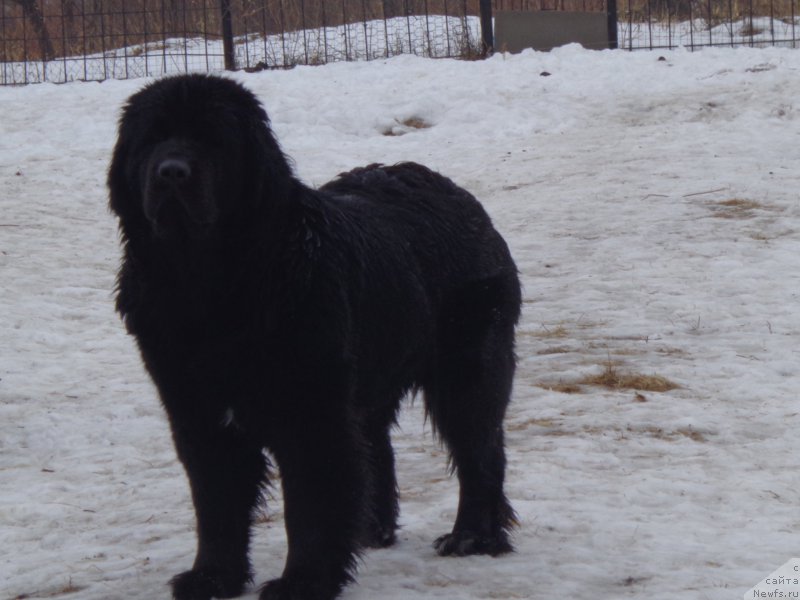 Фото: ньюфаундленд Viktorius Smayl (Викториус Смайл)