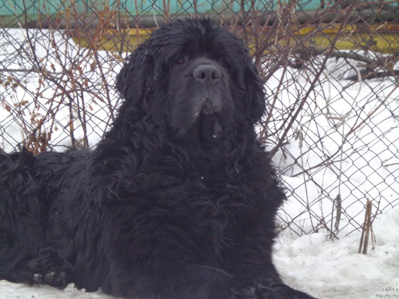 Фото: ньюфаундленд Vito Kacho Ferl (Вито Качо Ферл)