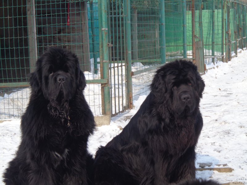 Фото: ньюфаундленд Super Premium Mikado (Супер Премиум Микадо), ньюфаундленд Super Premium Nao Del Trato (Супер Премиум Нао Дел Трато)