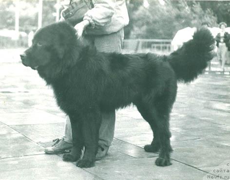 Фото: ньюфаундленд Sokrat (Сократ)