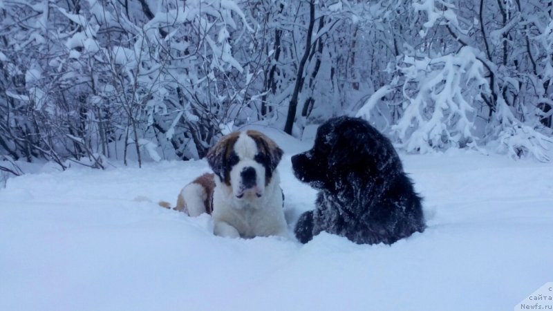 Фото: ньюфаундленд Belkonder-Club Jamaica Blue Mountin (Белкондер-Клаб Ямайка Блю Маунтин)