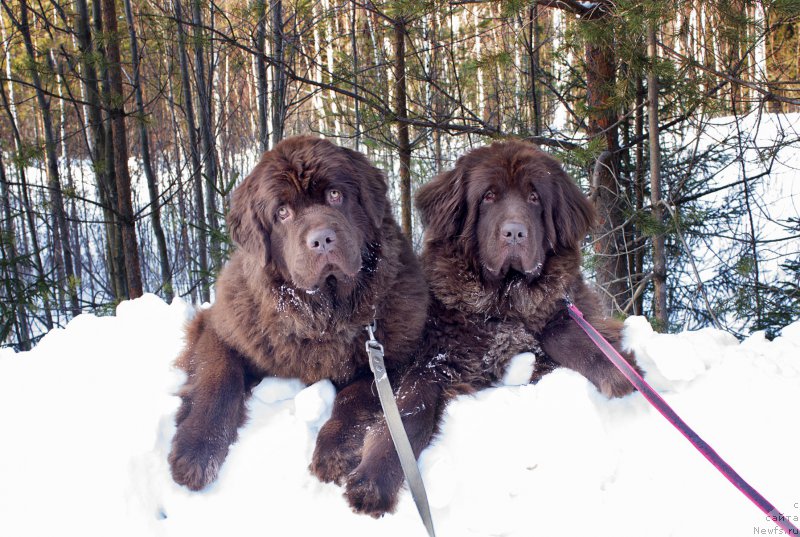 Фото: ньюфаундленд Naomi Tagoliri for Brouwnblood (Наоми Таголири фор Браунблад), ньюфаундленд Sverkayuzhaya Gora Mashame (Сверкающая Гора Машаме)