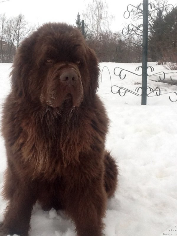 Фото: ньюфаундленд Charli The Best Helfi Pel (Чарли Де Бест Хелфи Пэл)