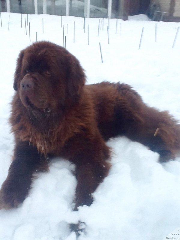 Фото: ньюфаундленд Charli The Best Helfi Pel (Чарли Де Бест Хелфи Пэл)