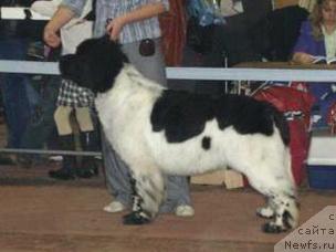 Фото: ньюфаундленд Super Bizon Argo (Супер Бизон Арго)