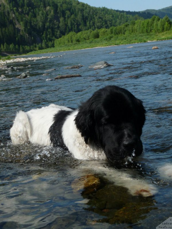 Фото: ньюфаундленд Okeanskaya Volna iz Tihogo Omuta (Океанская Волна из Тихого Омута)