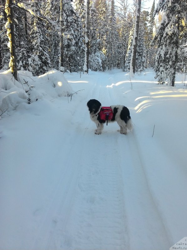 Фото: ньюфаундленд Okeanskaya Volna iz Tihogo Omuta (Океанская Волна из Тихого Омута)