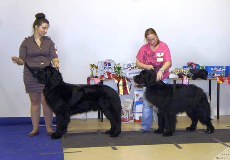 Фото: ньюфаундленд Lankaster (Ланкастер), ньюфаундленд Lyuk Skayvoker (Люк Скайвокер)
