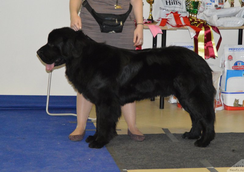 Фото: ньюфаундленд Lankaster (Ланкастер)