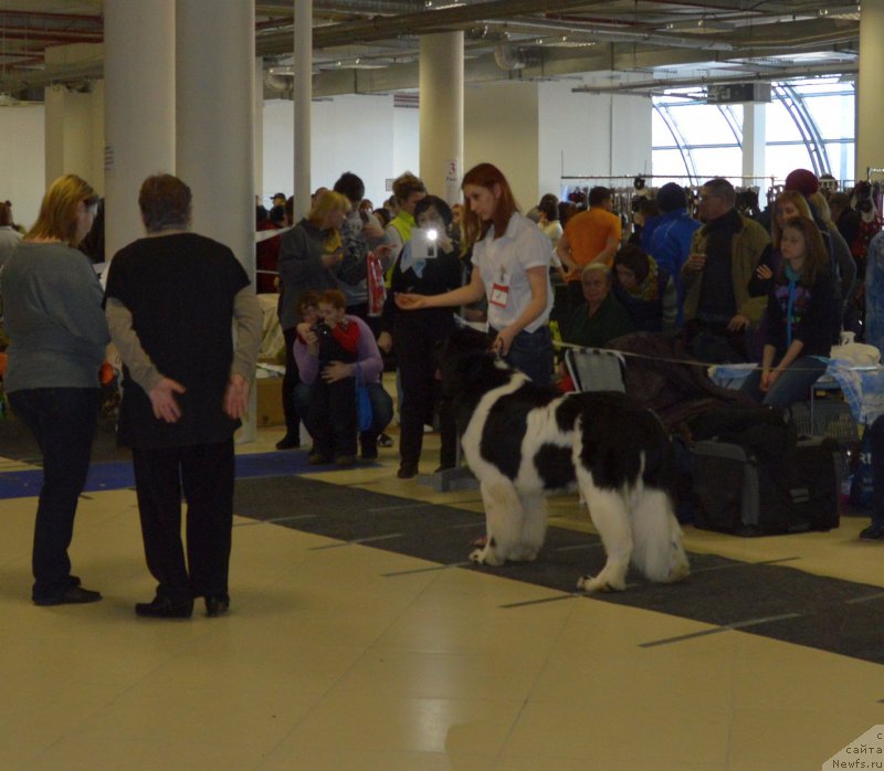 Фото: ньюфаундленд Super Bizon Maestro (Супер Бизон Маэстро)