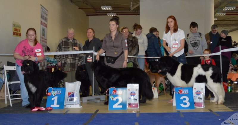 Фото: ньюфаундленд Lyuk Skayvoker (Люк Скайвокер), ньюфаундленд Lankaster (Ланкастер), ньюфаундленд Super Bizon Maestro (Супер Бизон Маэстро)