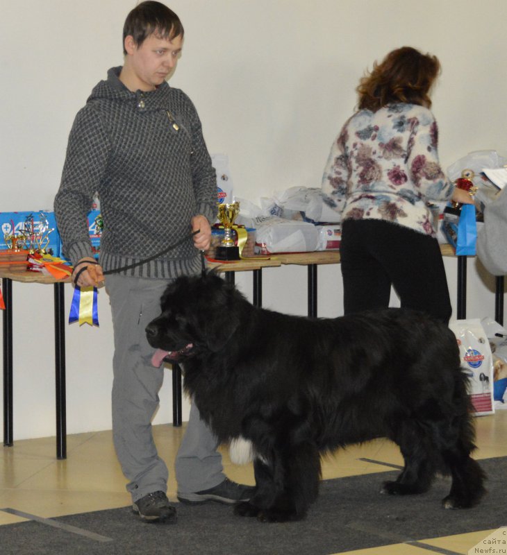 Фото: ньюфаундленд Plushevaya Panda Waltz Boston (Плюшевая Панда Вальс Бостон)