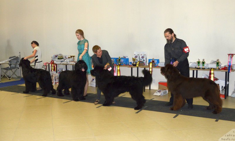 Фото: ньюфаундленд Beguschaya po Volnam Сhart Topper (Бегущая по Волнам Чарт Топпер), ньюфаундленд YElbert Maunt iz Antagrada (Элберт Маунт из Антаграда), ньюфаундленд Emir Eldorado is Antagrada (Эмир Эльдорадо из Антаграда), ньюфаундленд I Follow The Sun de L'Etoile de Cyrice