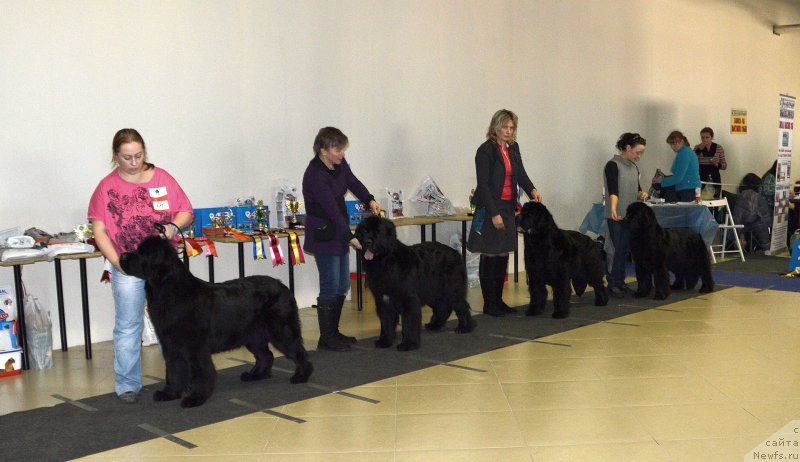 Фото: ньюфаундленд Dar Svezyi Felisiti-Felichita (Дар Свезы Фелисити-Феличита), ньюфаундленд Beguschaya po Volnam Shade Color of Life (Бегущая по Волнам Шадэ Колор оф Лифе), ньюфаундленд Smigar Galaxsy Shall Win (Смигар Галакси Шелл Вин), ньюфаундленд Beguschaya po Volnam Zephirine Drouhin (Бегущая по Волнам Зефирин Друэн)