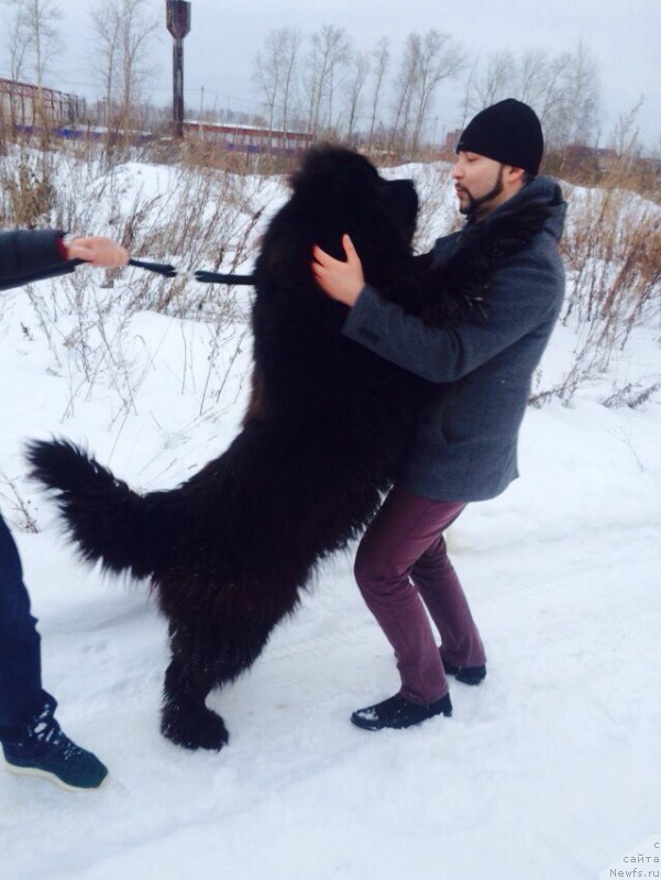 Фото: ньюфаундленд Zurbagan Lunnoe Zatmenie (Зурбаган Лунное Затмение)