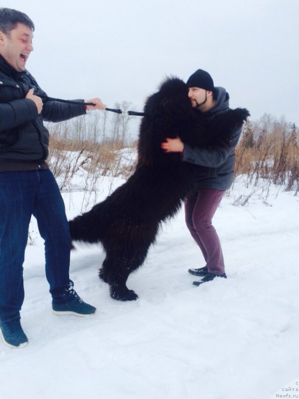 Фото: ньюфаундленд Zurbagan Lunnoe Zatmenie (Зурбаган Лунное Затмение)