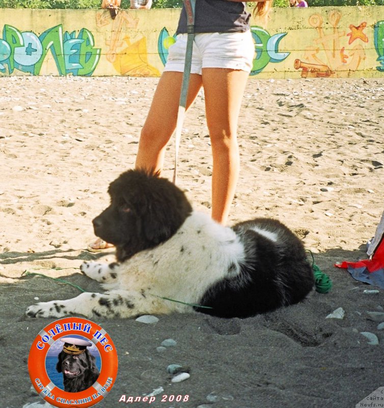 Фото: ньюфаундленд Don't Worry Be Happy de L'Etoile de Cyrice