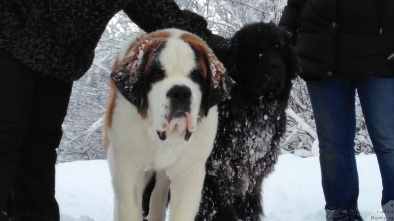 Фото: ньюфаундленд Belkonder-Club Jamaica Blue Mountin (Белкондер-Клаб Ямайка Блю Маунтин)