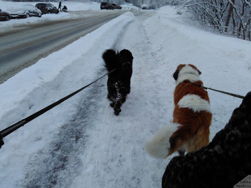 Фото: ньюфаундленд Belkonder-Club Jamaica Blue Mountin (Белкондер-Клаб Ямайка Блю Маунтин)