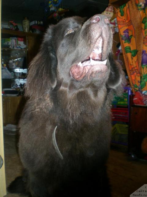 Фото: ньюфаундленд YAntarnaya YAshma Denvera (Янтарная Яшма Денвера)