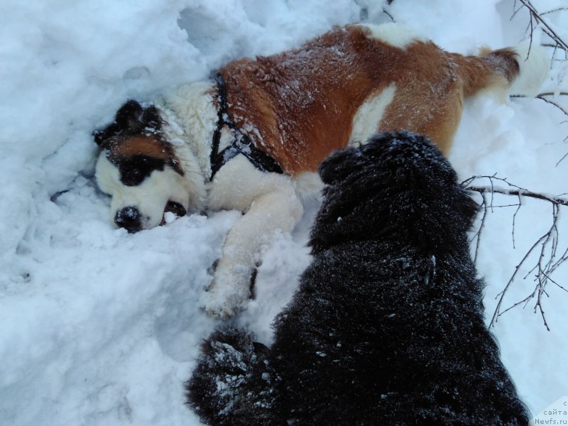 Фото: ньюфаундленд Belkonder-Club Jamaica Blue Mountin (Белкондер-Клаб Ямайка Блю Маунтин)