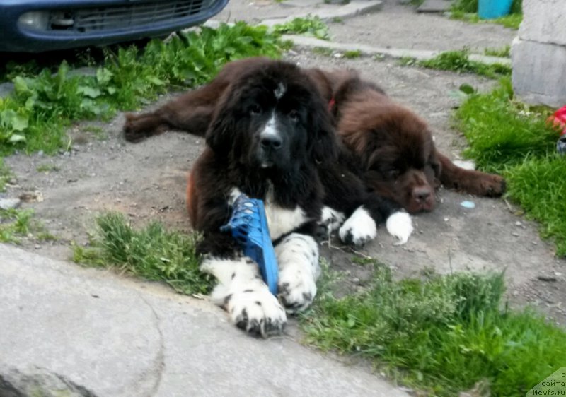 Фото: ньюфаундленд Fann'yuf Jelannaya Madmuazel' SHante Blyuz (Фанньюф Желанная Мадмуазель Шанте Блюз), ньюфаундленд Aquatoriya Kelvin Domino (Акватория Келвин Домино)