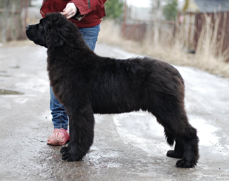 Фото: ньюфаундленд Flyufi Avalanch Vselennaya (Флюфи Аваланч Вселенная)