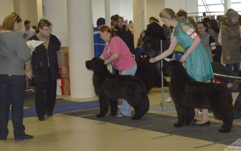 Фото: ньюфаундленд Lyuk Skayvoker (Люк Скайвокер), ньюфаундленд Beguschaya po Volnam Bravo Bravissimo (Бегущая по Волнам Браво Брависсимо)