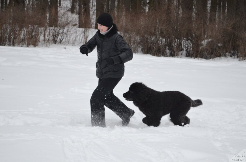 Фото: ньюфаундленд CHernyiy Balu Zahar (Черный Балу Захар)