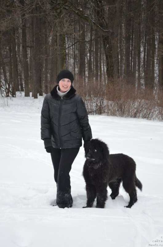 Фото: ньюфаундленд CHernyiy Balu Zahar (Черный Балу Захар)