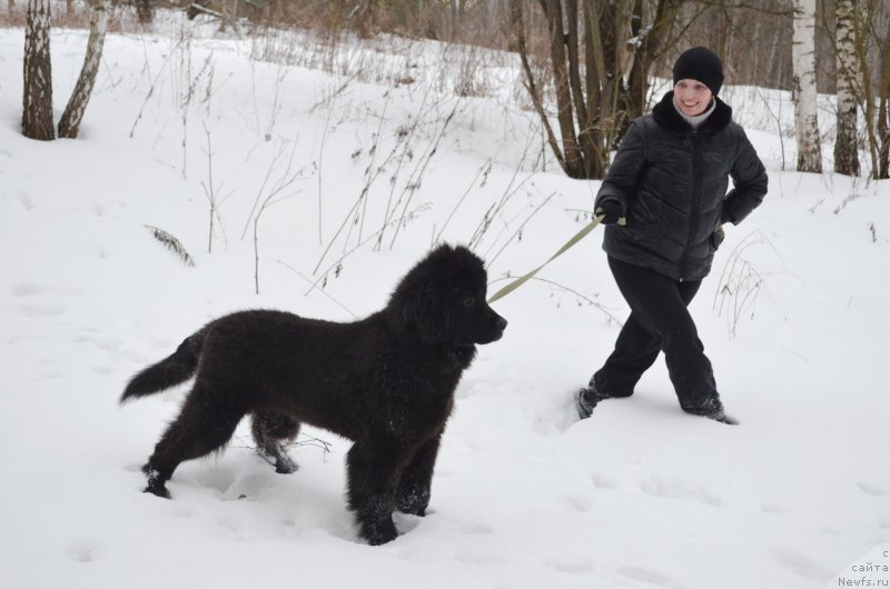 Фото: ньюфаундленд CHernyiy Balu Zahar (Черный Балу Захар)