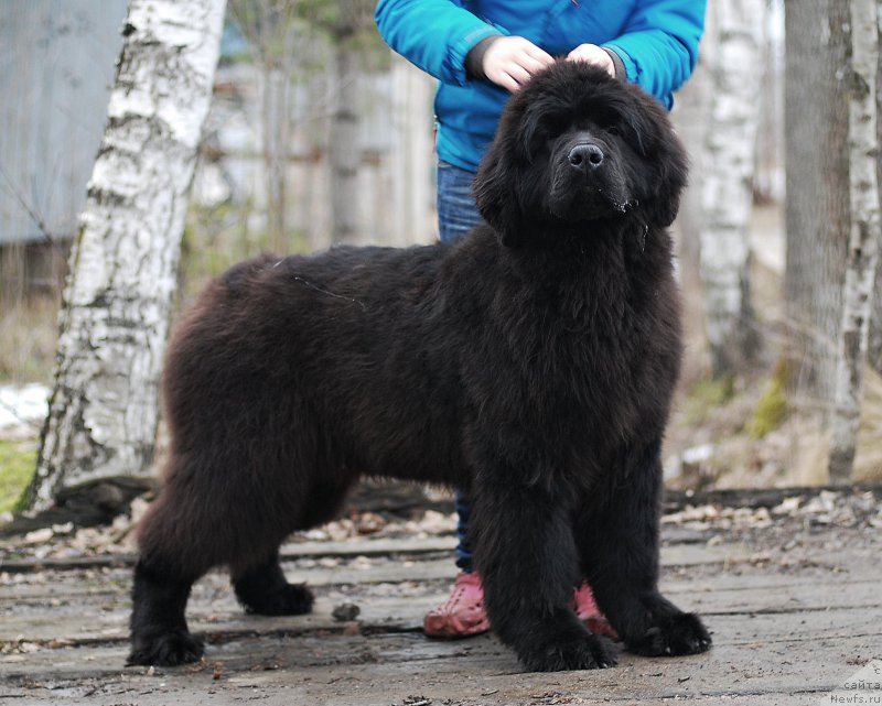 Фото: ньюфаундленд Monferran iz Antagrada (Монферран из Антаграда)