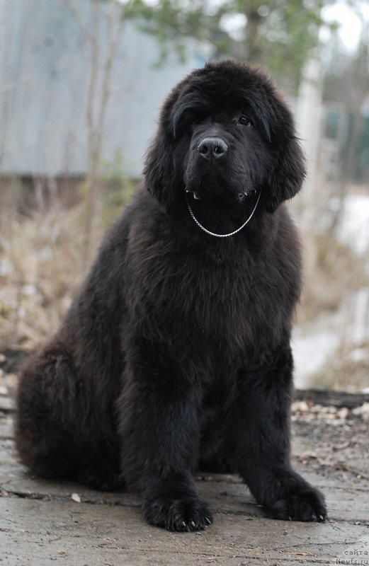 Фото: ньюфаундленд Monferran iz Antagrada (Монферран из Антаграда)