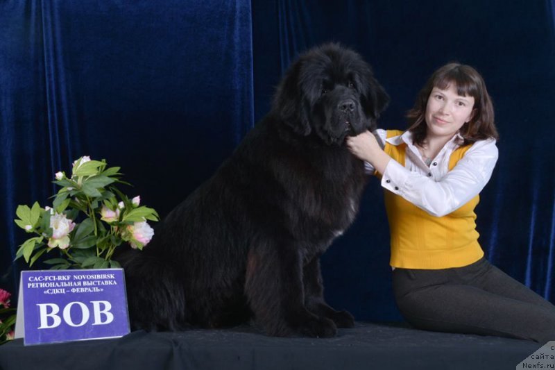 Фото: ньюфаундленд Dobryiy Molodec ot Sibirskogo Medvedya (Добрый Молодец от Сибирского Медведя), Lyudmila Kudryavceva (Людмила Кудрявцева)