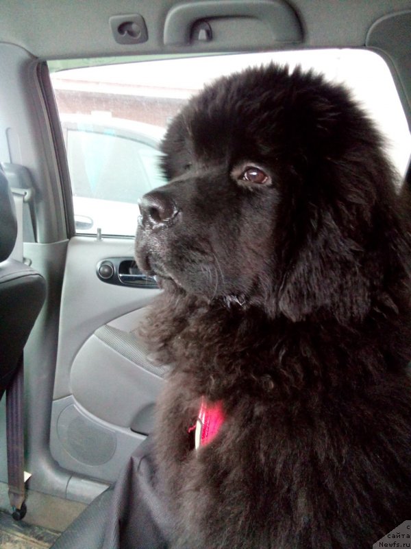 Фото: ньюфаундленд Ostap Bender iz Antagrada (Остап Бендер из Антаграда)